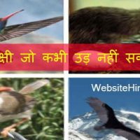 10 पक्षी जो कभी उड़ नहीं सकते |