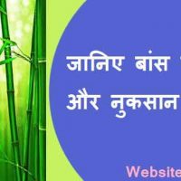 बांस के फायदे और नुकसान