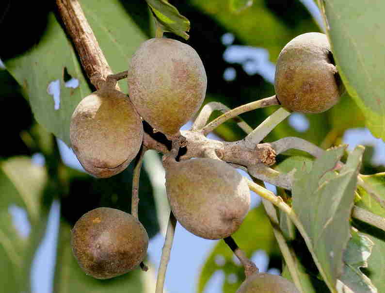 बहेड़ा-के-फायदे