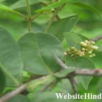 गुड़मार के फायदे और नुकसान