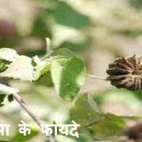 अतिबला के फायदे और Atibala के नुकसान