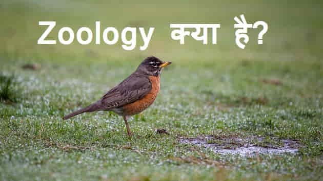 Zoology In Hindi